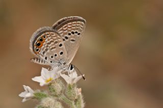 Mcevher Kelebei (Chilades trochylus)