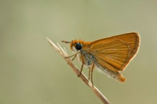 Sar Antenli Zpzp (Thymelicus sylvestris)