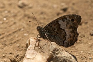 Byk Karamelek (Hipparchia syriaca)