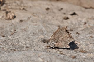 Karagz (Ypthima asterope)