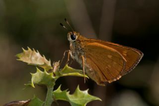 Orman Zpzp (Ochlodes sylvanus)