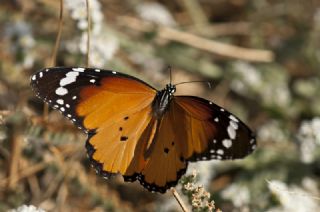 Sultan (Danaus chrysippus)