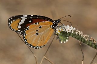 Sultan (Danaus chrysippus)