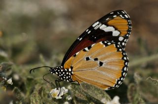 Sultan (Danaus chrysippus)
