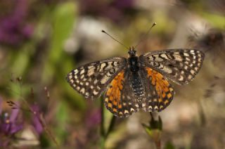 Kafkasyal parhan (Melitaea interrupta)