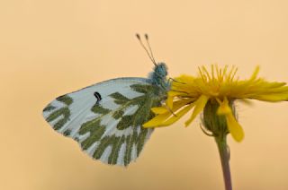 Kk Beneklimelek (Pontia chloridice)