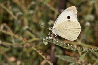 Byk Beyazmelek  (Pieris brassicae)