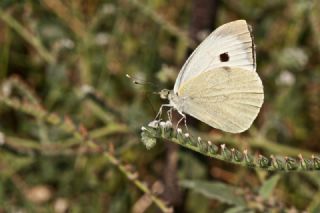 Byk Beyazmelek  (Pieris brassicae)