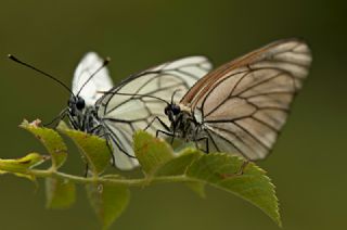 Al Beyaz (Aporia crataegi)