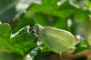 Kk Beyazmelek (Pieris rapae)