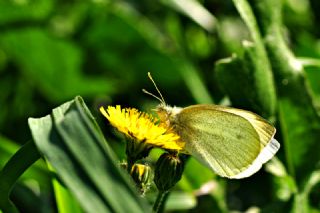 Kk Beyazmelek (Pieris rapae)