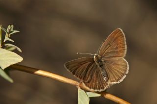 okgzl Amasya Esmeri (Polyommatus mithridates)