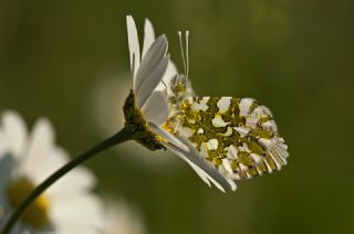 Turuncu Ssl (Anthocharis cardamines)