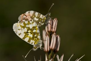 Turuncu Ssl (Anthocharis cardamines)