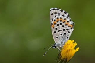 Bavius Mavisi (Pseudophilotes bavius)