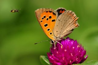 Benekli Bakr Gzeli (Lycaena phlaeas)