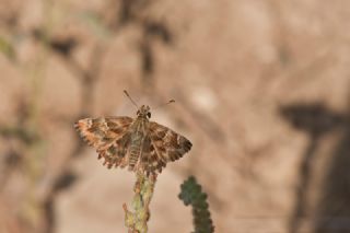 Hatmi Zpzp (Carcharodus alceae)