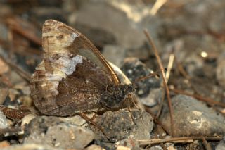 Byk Karamelek (Hipparchia syriaca)