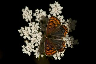 sli Bakr Gzeli (Lycaena tityrus)