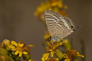 Lampides (Lampides boeticus)