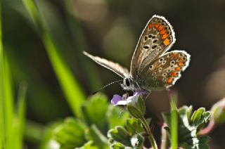 okgzl Esmer (Aricia agestis)