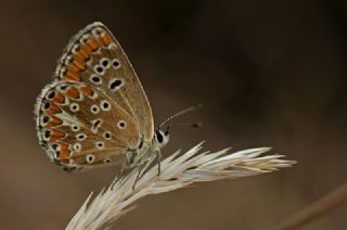 okgzl Esmer (Aricia agestis)