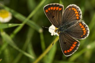 okgzl Esmer (Aricia agestis)