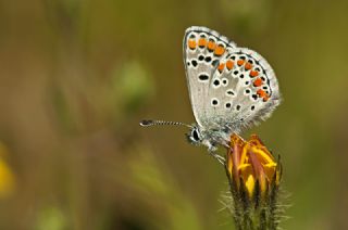 okgzl Esmer (Aricia agestis)