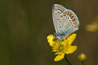 okgzl Mavi (Polyommatus icarus)