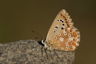 okgzl Gk Mavisi (Polyommatus bellargus)