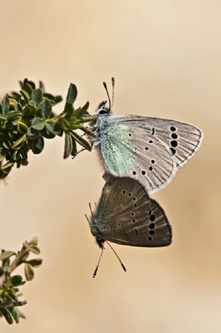 Karagz Mavisi (Glaucopsyche alexis)