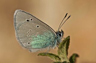 Mcevher Kelebei (Chilades trochylus)