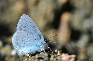 Kutsal Mavi (Celastrina argiolus)