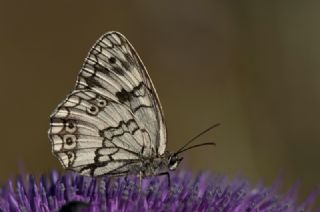 Anadolu Melikesi (Melanargia larissa)