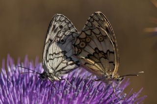 Anadolu Melikesi (Melanargia larissa)