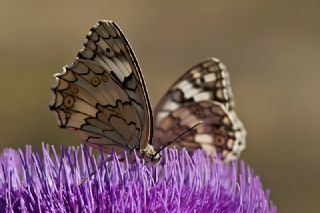 Anadolu Melikesi (Melanargia larissa)