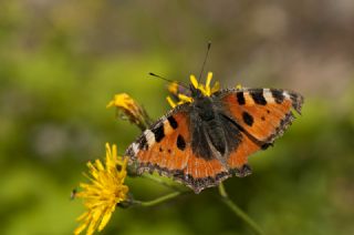 Aglais (Aglais urticae)