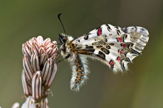 Orman Fistosu (Allancastria  cerisyi)