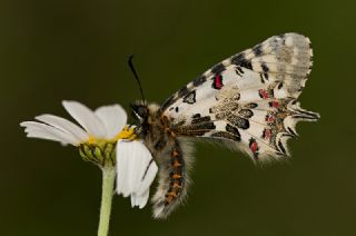 Orman Fistosu (Allancastria  cerisyi)