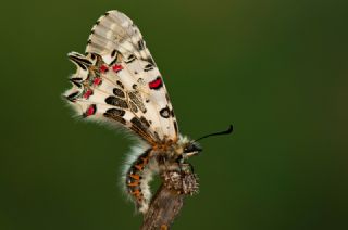 Orman Fistosu (Allancastria  cerisyi)