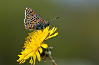 Akbes Gelincii (Tomares nesimachus)