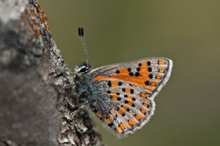 Akbes Gelincii (Tomares nesimachus)