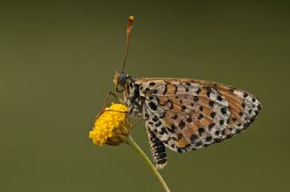 Benekli parhan (Melitaea didyma)