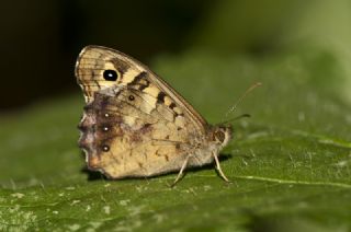 Karanlk Orman Esmeri (Pararge aegeria)
