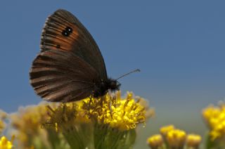 sko Gzelesmeri (Erebia aethiops)