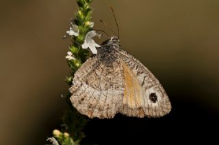 Seyit (Arethusana arethusa)