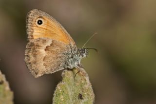 Kk Zpzp Perisi (Coenonympha pamphilus)
