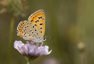 Kk Ate Gzeli (Lycaena thersamon)