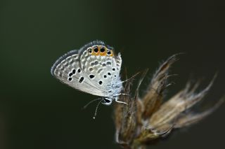 Mcevher Kelebei (Chilades trochylus)