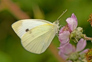 Byk Beyazmelek  (Pieris brassicae)